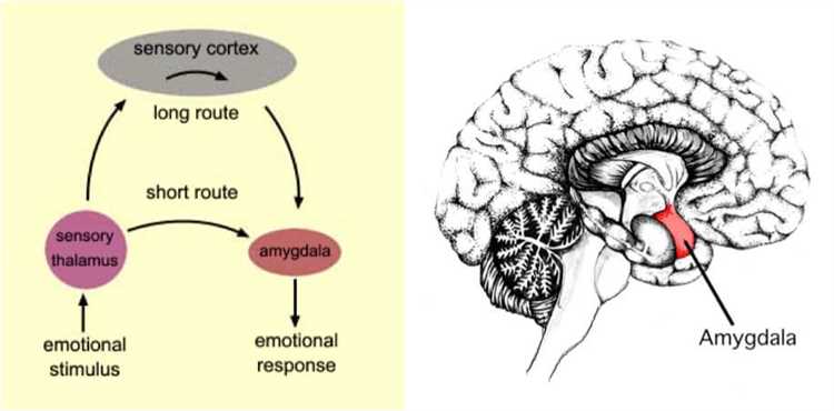 What is the Amygdala?