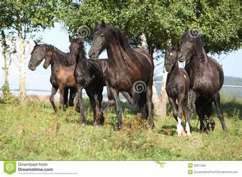 Four running black horses