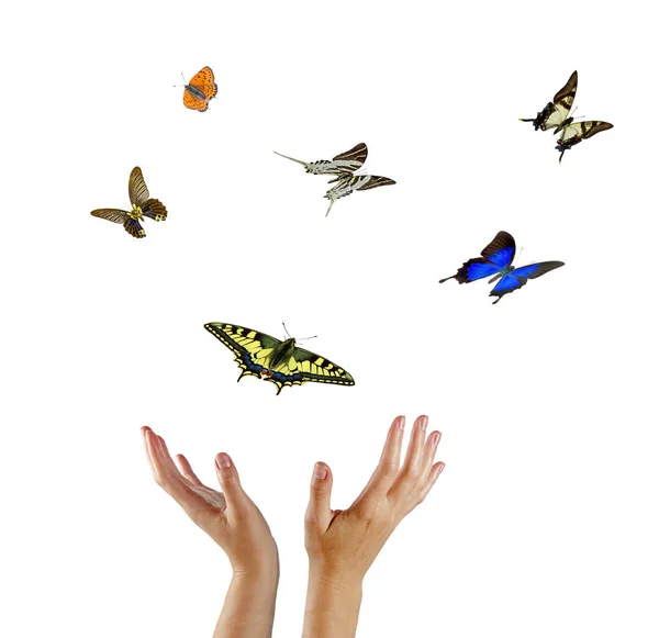 Small hand releasing butterflies flying dreams
