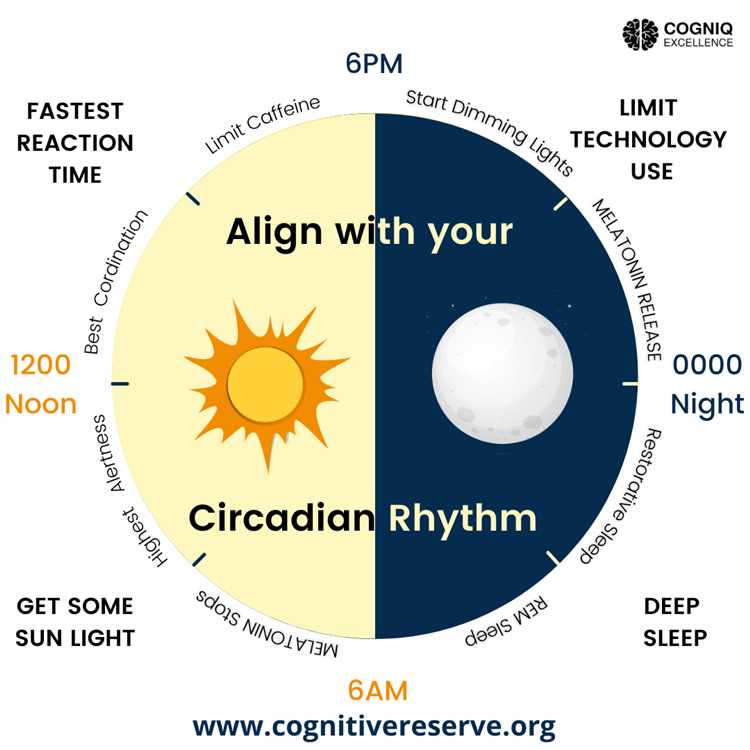 What are circadian rhythm