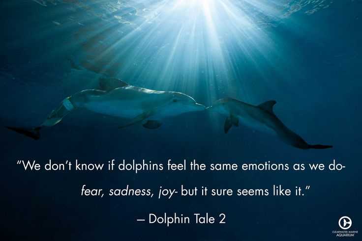 A grave for a dolphin quotes