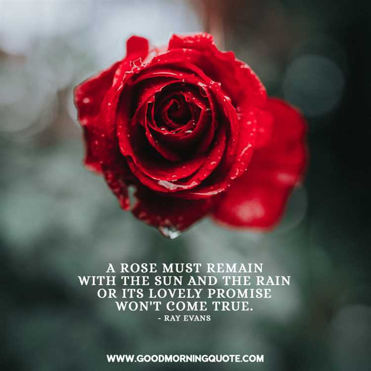A woman is like a rose quote