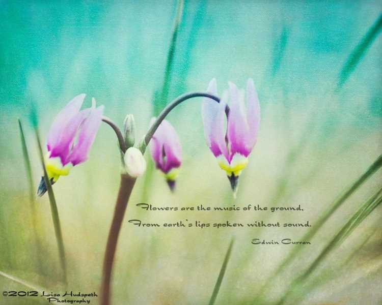 May flowers quotes